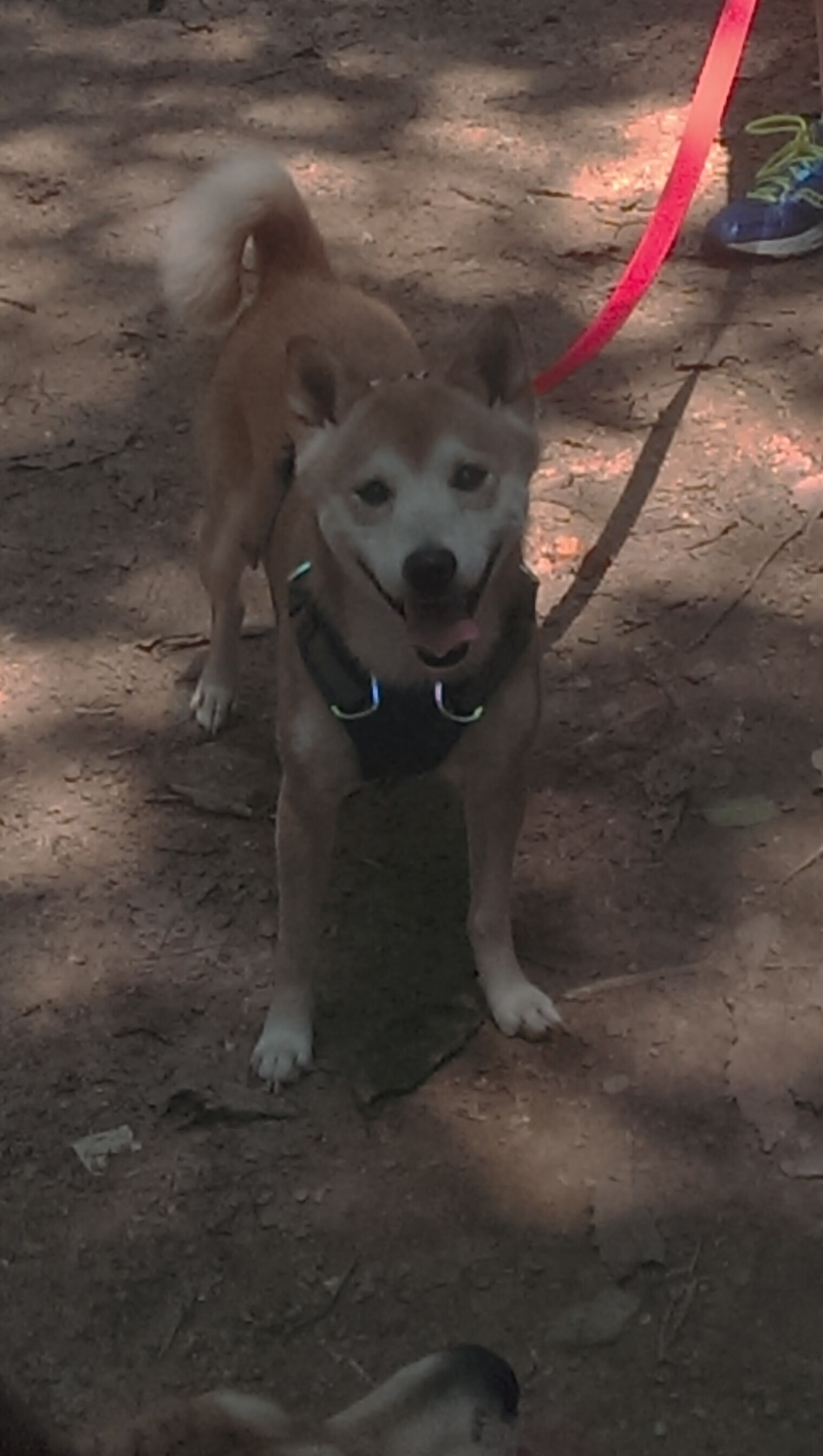 KAIYUNAPP-国家队实力提升困难，国家队改善