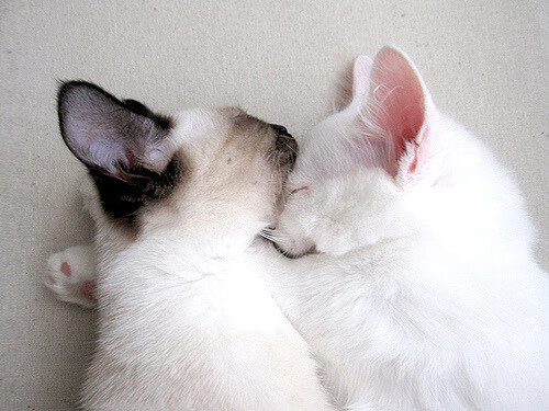 联盟中最有节奏感的进攻战术是哪种,英雄联盟节奏快的英雄