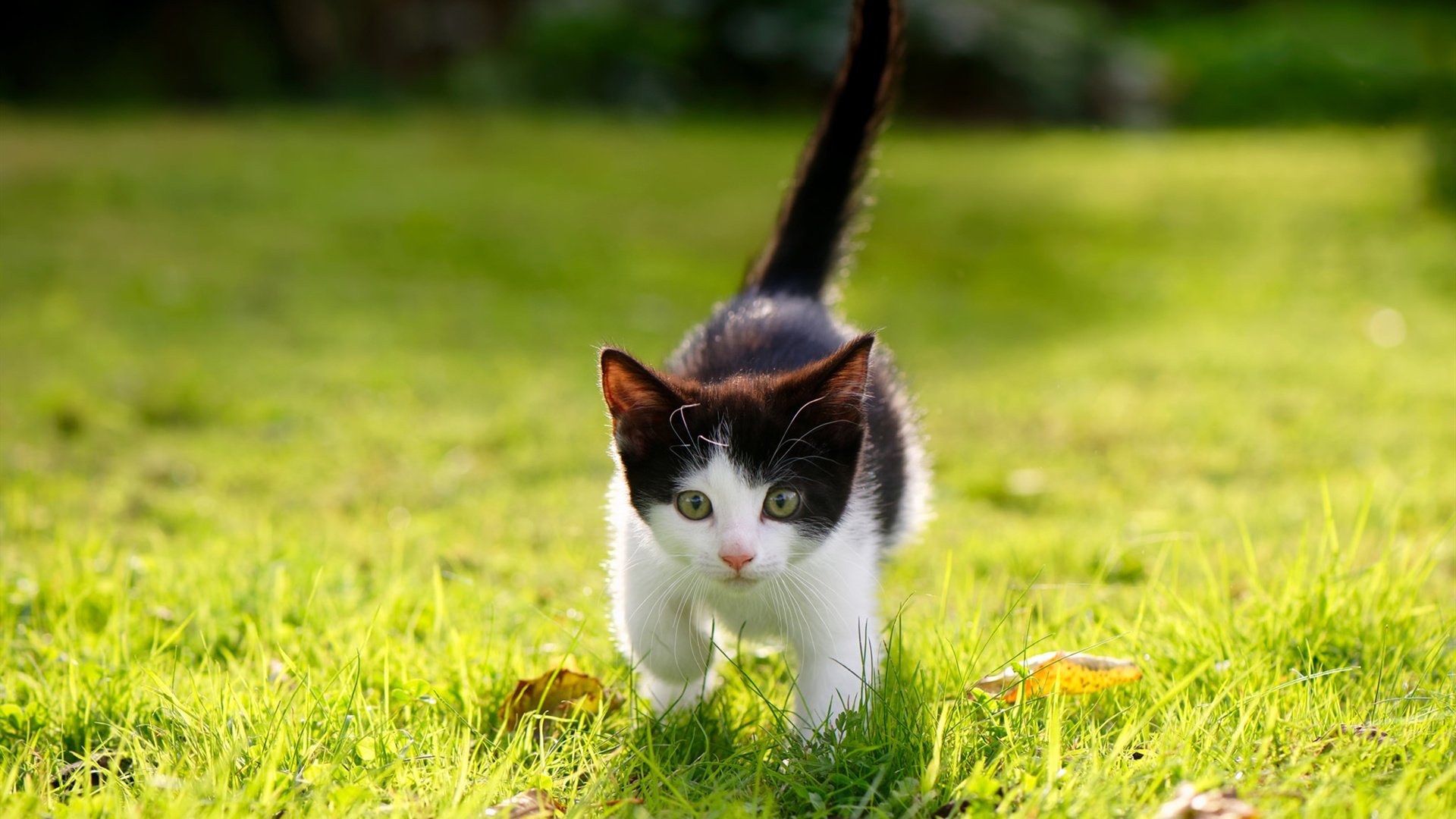 伊朗男篮在亚洲预赛中持续奋战,冲刺奥运梦想,伊朗男篮亚洲排名