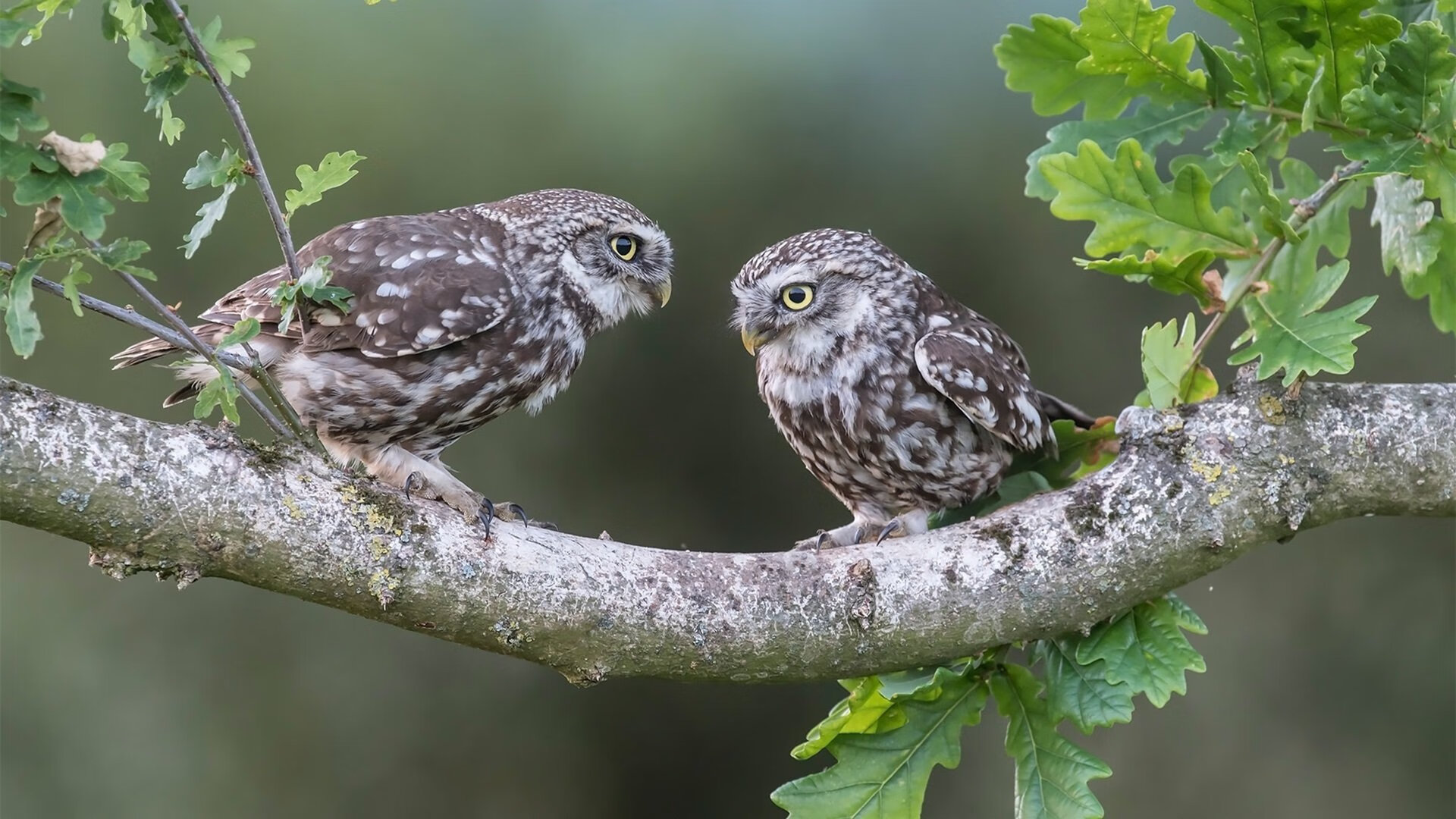 全黑队的防守策略严密且迅速反击，形成致命打击，全黑球衣什么意思