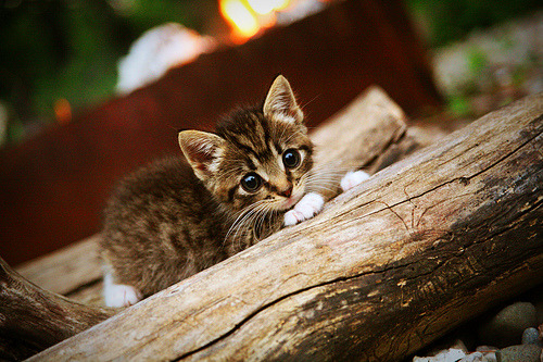 唐纳德·高尔凭借强悍突破成为袋鼠队进攻终结者，唐纳德高斯简介