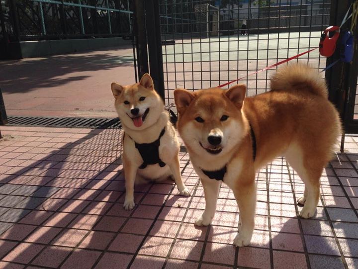 唐纳德·高尔凭借强悍突破成为袋鼠队进攻终结者，唐纳德高斯简介