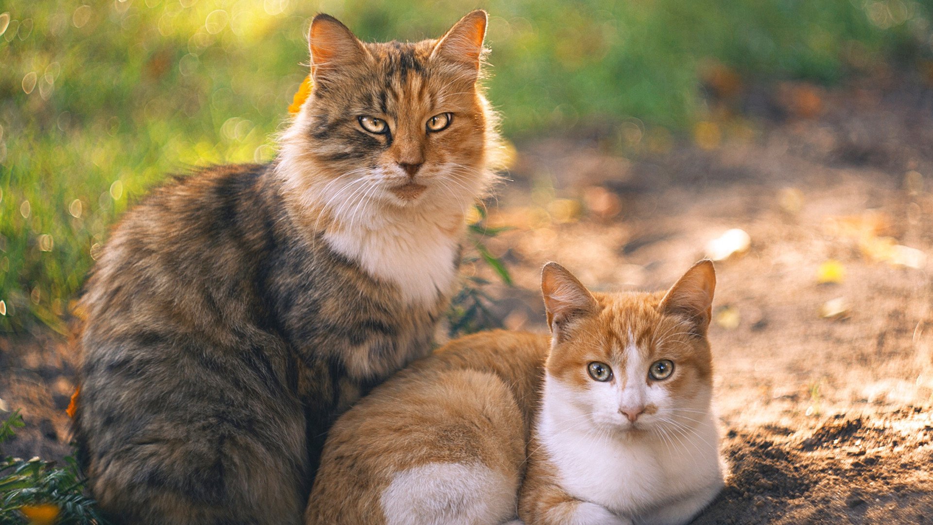 张伟丽赛前调整策略迎战强敌，张伟丽赛绩