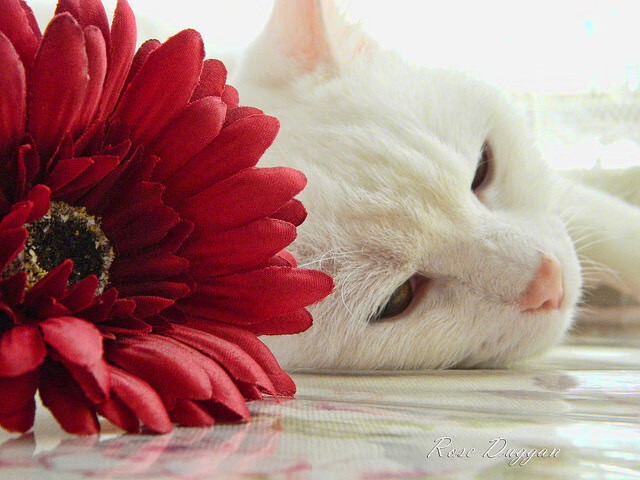 开云网址-李娜三分命中率创赛季新高网球公开赛，李娜网球水平