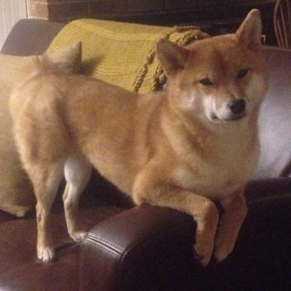 开云·Kaiyun网页版-格鲁吉亚女篮在欧洲锦标赛中精彩表现，迈向国际顶级舞台，格鲁吉亚参加过欧洲杯吗